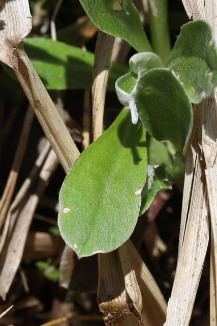 Antennaria neglecta - leaves