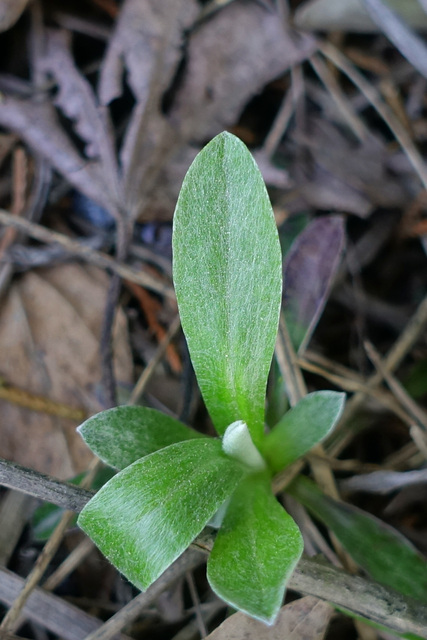 Antennaria neglecta - leaves