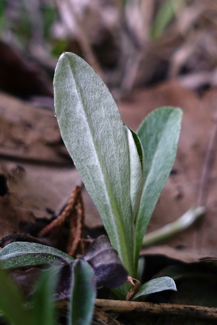 Antennaria neglecta - leaves