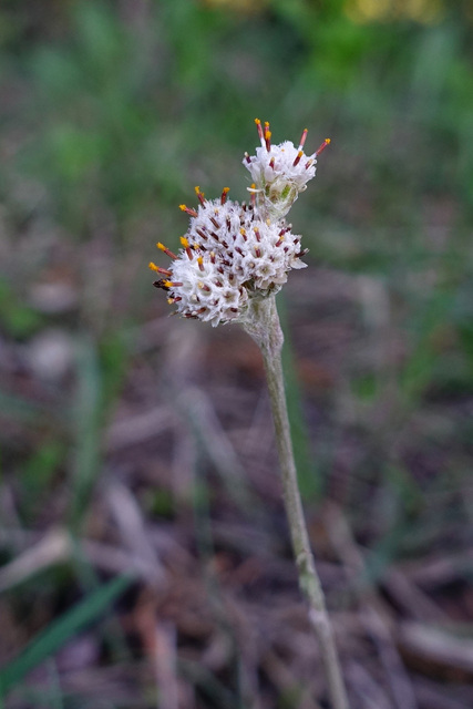 Antennaria neglecta - male flower