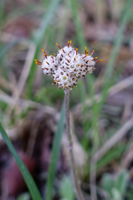 Antennaria neglecta - male flower