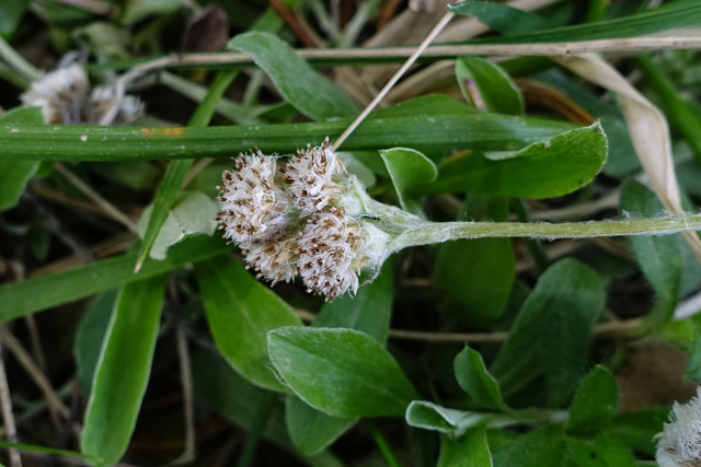 Antennaria neglecta - male flower