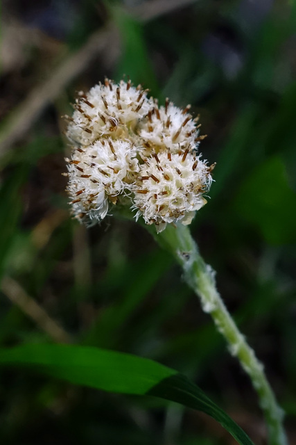 Antennaria neglecta - male flower