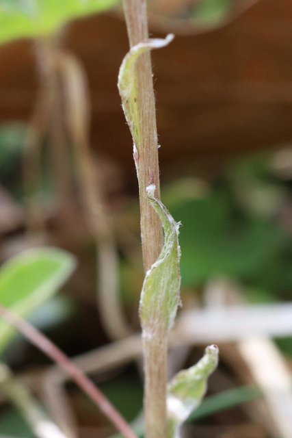 Antennaria neglecta - stem