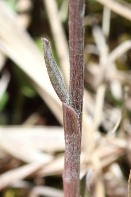 Antennaria neglecta - stem