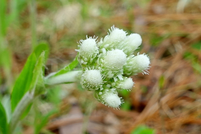 Antennaria parlinii