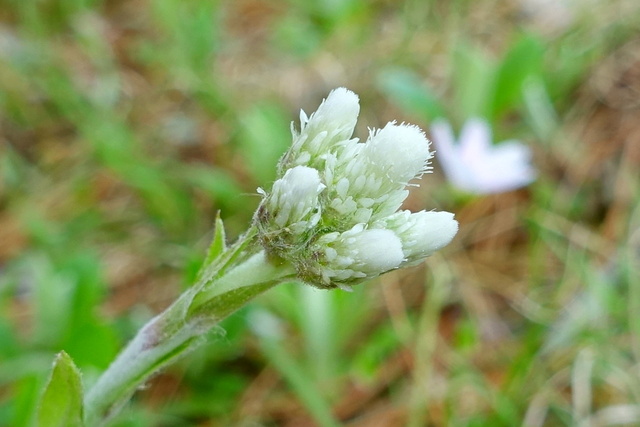 Antennaria parlinii