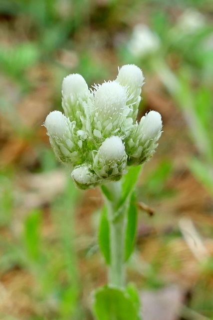 Antennaria parlinii