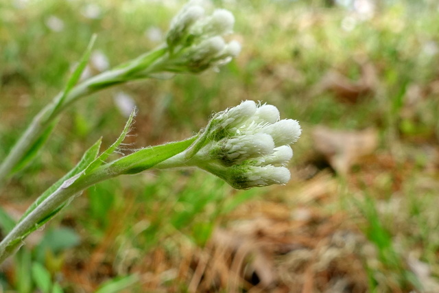 Antennaria parlinii