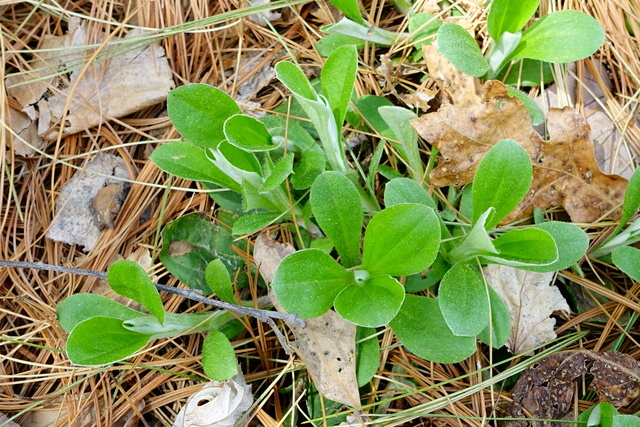 Antennaria parlinii - leaves