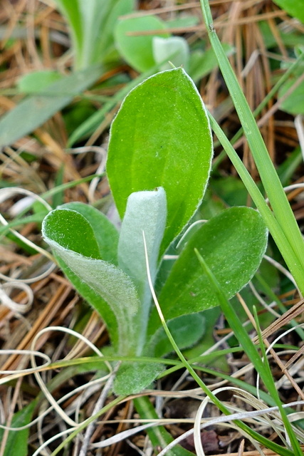 Antennaria parlinii - leaves