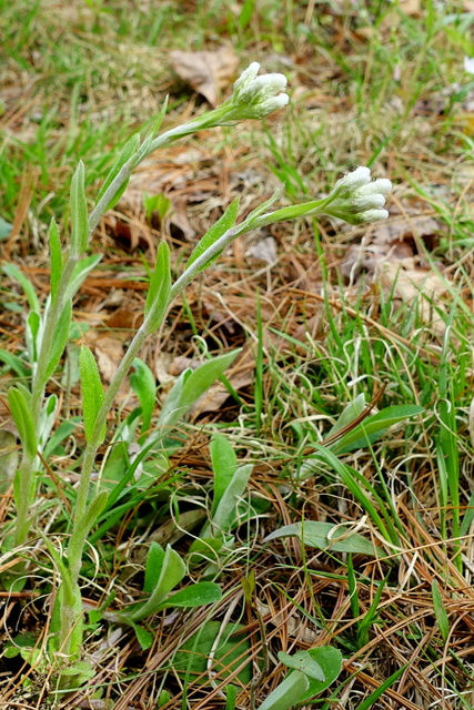 Antennaria parlinii - plant