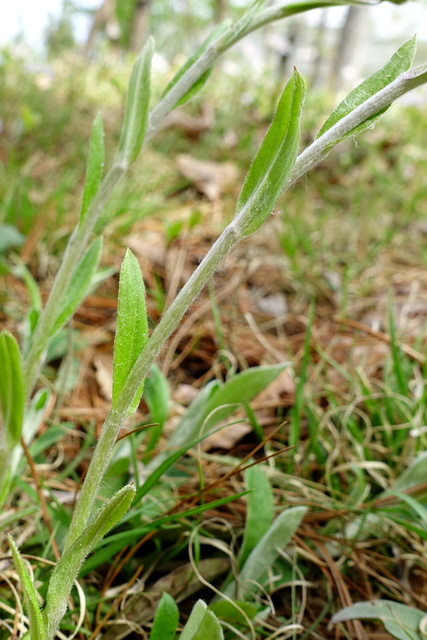 Antennaria parlinii - stem