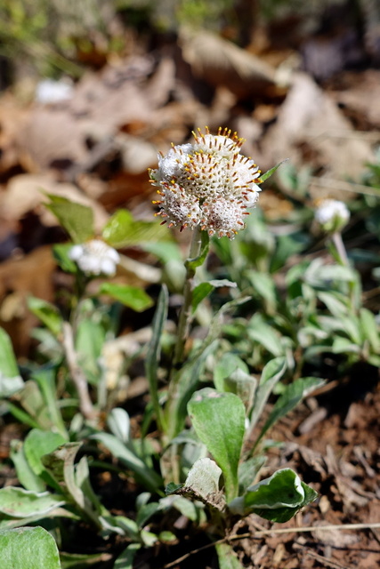 Antennaria plantaginifolia