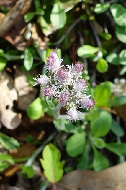 Antennaria plantaginifolia