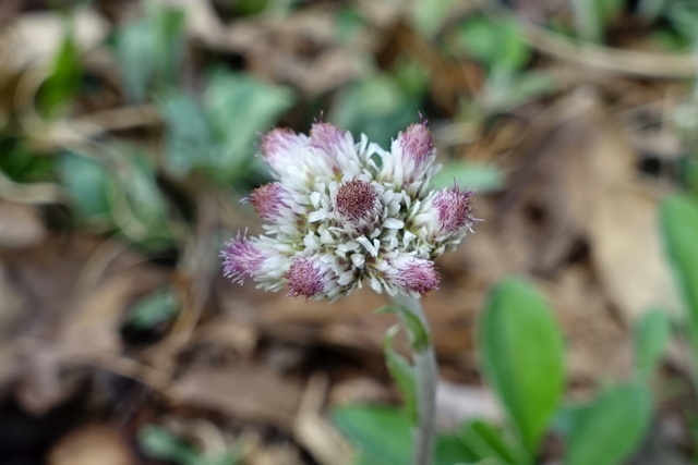 Antennaria plantaginifolia