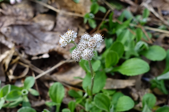 Antennaria plantaginifolia