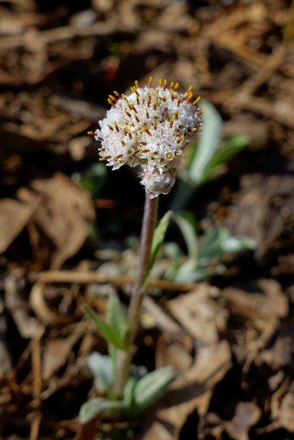 Antennaria plantaginifolia