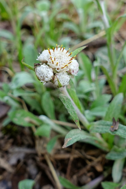 Antennaria plantaginifolia