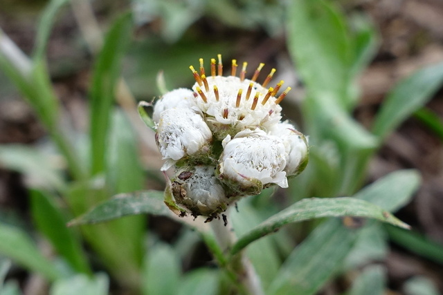 Antennaria plantaginifolia