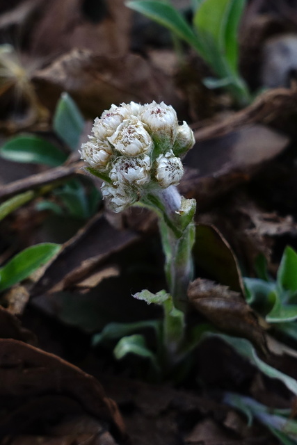 Antennaria plantaginifolia