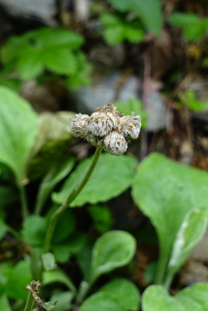 Antennaria plantaginifolia