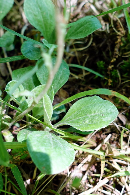 Antennaria plantaginifolia - leaves