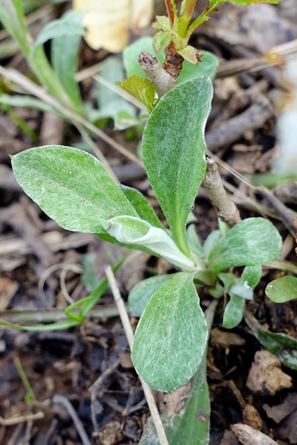 Antennaria plantaginifolia - leaves