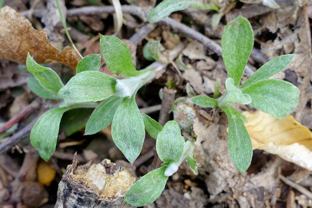 Antennaria plantaginifolia - leaves