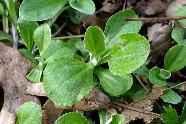 Antennaria plantaginifolia - leaves