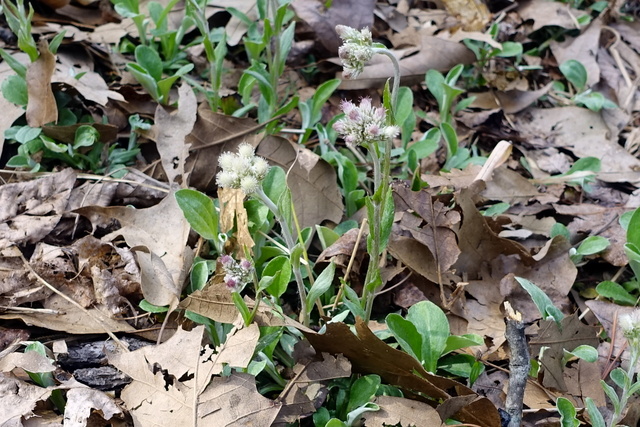 Antennaria plantaginifolia - plants