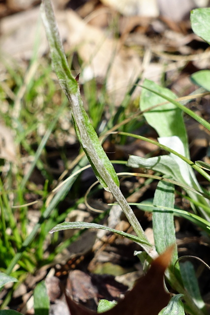 Antennaria plantaginifolia - stem