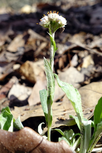 Antennaria plantaginifolia - stem