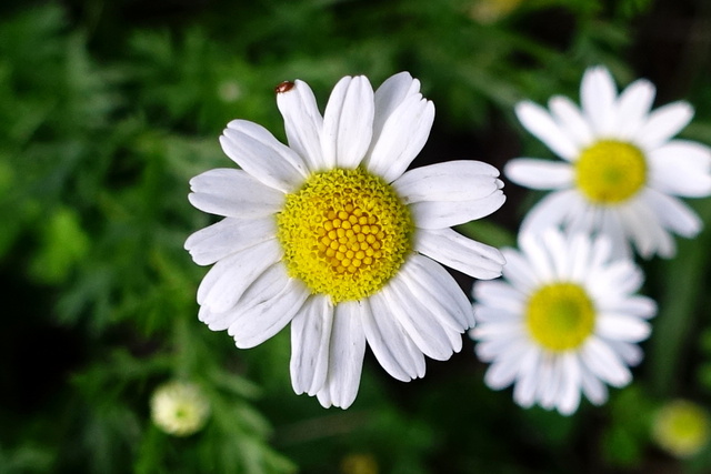 Anthemis arvensis