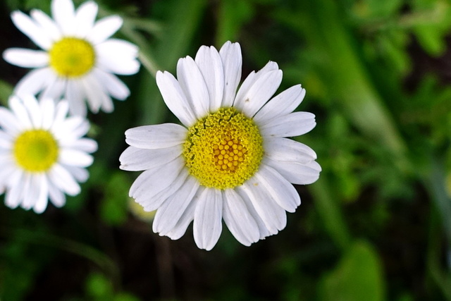 Anthemis arvensis