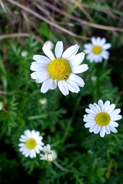 Anthemis arvensis