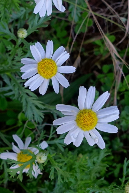 Anthemis arvensis