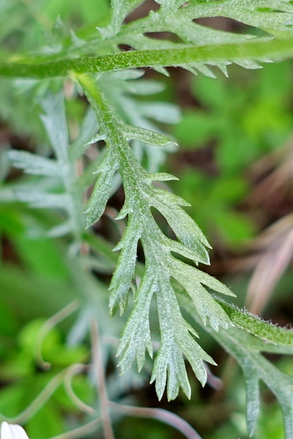 Anthemis arvensis - leaves