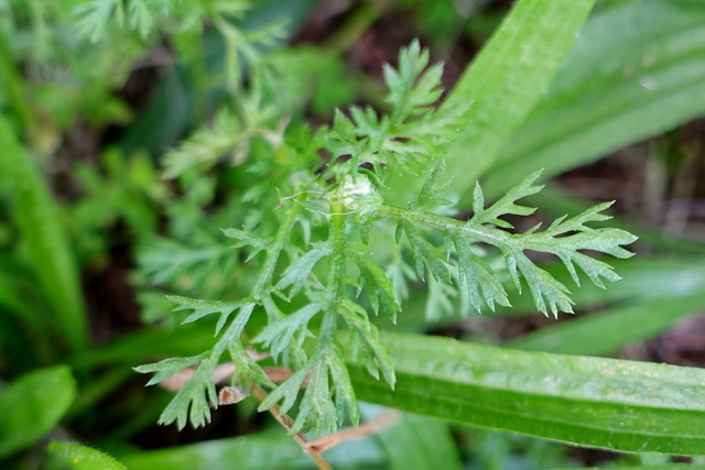 Anthemis arvensis - leaves