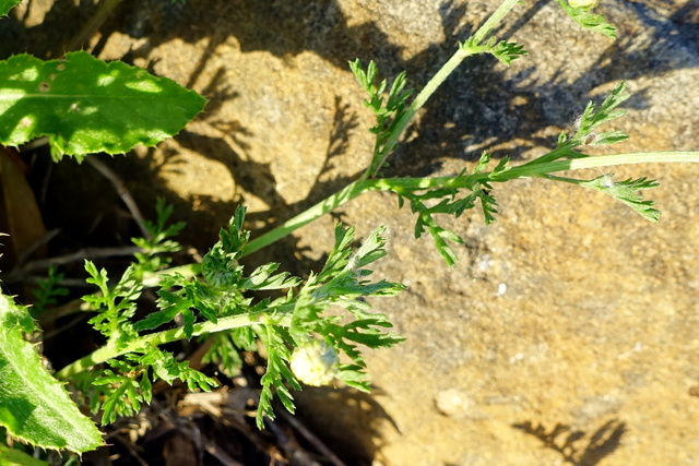 Anthemis arvensis - leaves