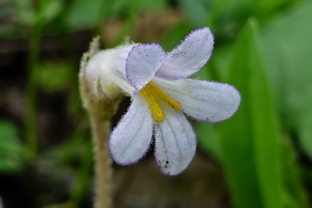 Aphyllon uniflorum