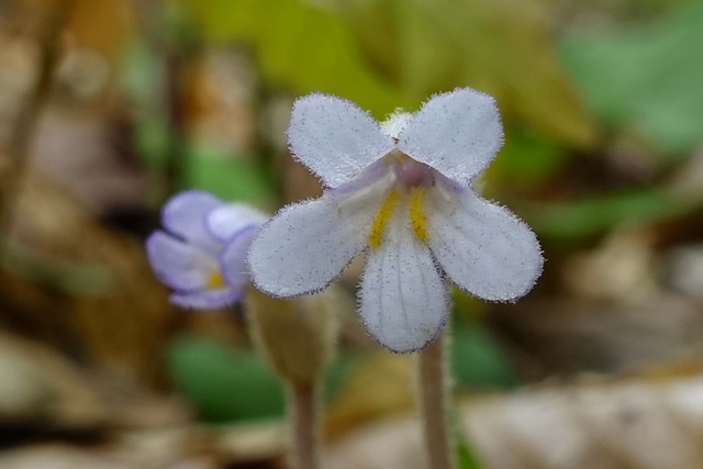 Aphyllon uniflorum