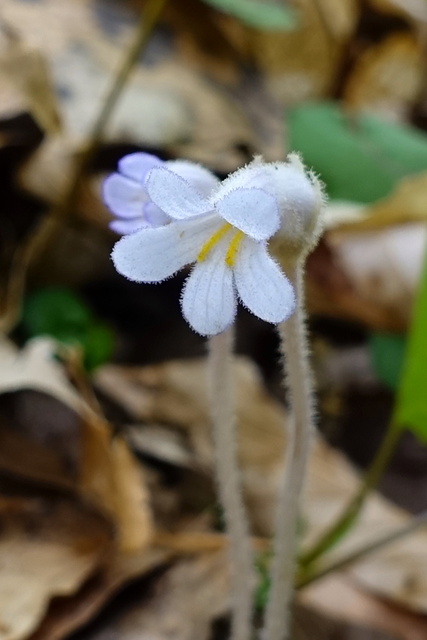 Aphyllon uniflorum