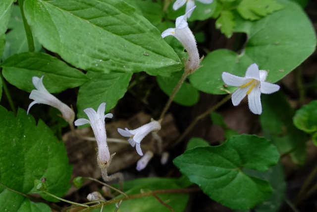 Aphyllon uniflorum - plants