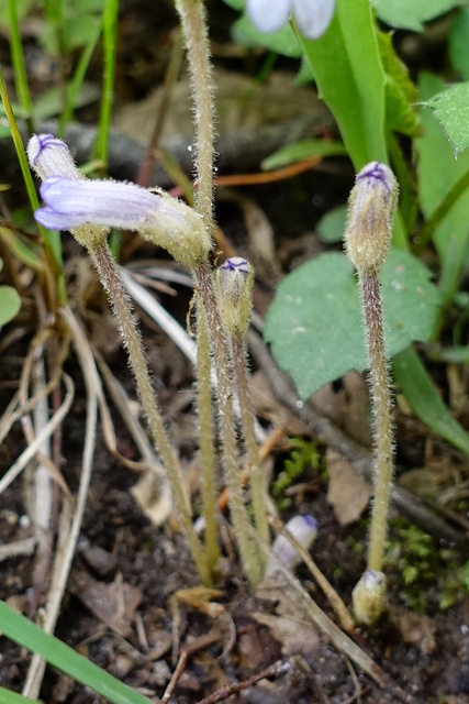 Aphyllon uniflorum - stem