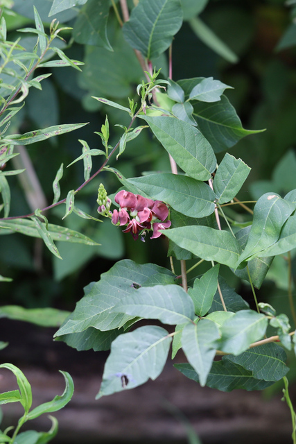 Apios americana - plant