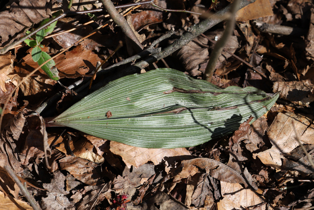 Aplectrum hyemale - leaves
