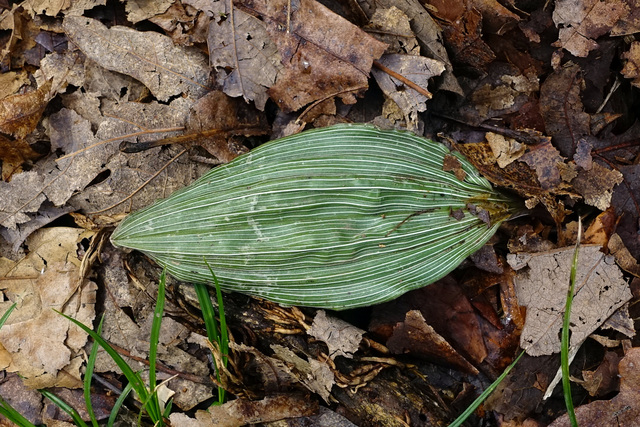 Aplectrum hyemale - leaves
