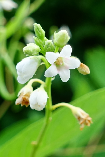 Apocynum androsaemifolium