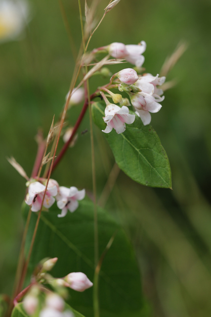 Apocynum androsaemifolium